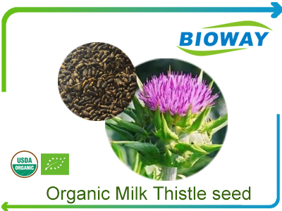 Organic Milk Thistle Seed