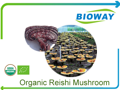 Organic Reishi Mushroom