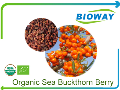 Organic Sea Buckthorn
