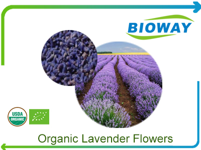 Organic Lavender Flowers