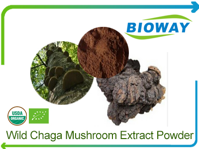 Wild Chaga Mushroom Extract Powder
