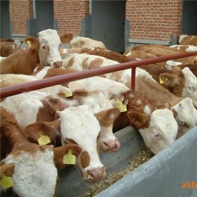 RFID products for animal management