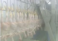 poultry slaughter and abattoir machine