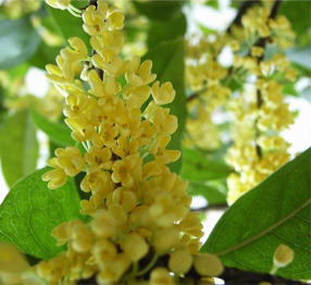 Osmanthus Absolute