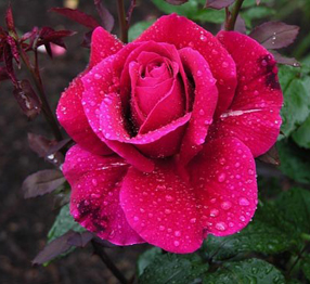 Eubatus Rubus Rose Flower Absolute