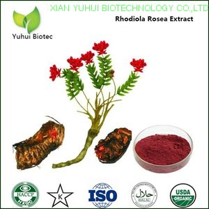 rhodiola rosea powder extract,natural rhodiola rosea powder extract,rhodiola rosea extract