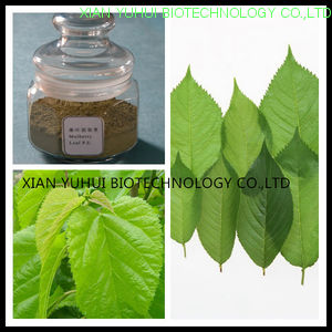 Mulberry leaf flavonoids,Mulberry leaf extract flavonoids,Mulberry leaf flavonoids 5%
