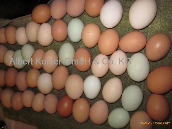 White and Brown Chicken Table Eggs in Trays and Cartons