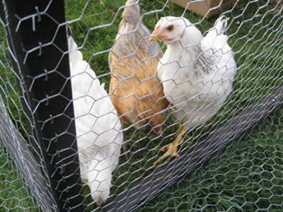 hexagonal wire netting for breeding chicken,chicken wire netting