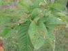 Экстракт листьев банаба / Banaba leaf extract