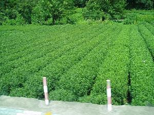 Экстракт зеленого чая / Green Tea Powder Extract