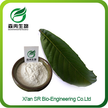 Loquat Leaf Extract, High Quality Factory Supply Natural Herb Loquat Extract,Wholesale Eriobotrya Japonica Leaf Extract
