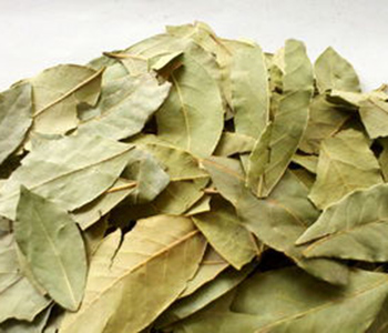 Bay Leaf Extract