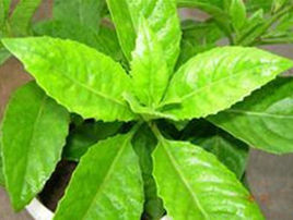 Ashitaba Leaf Extract
