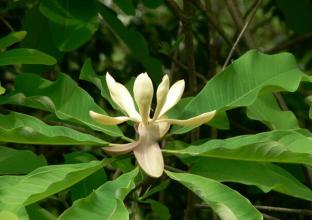 Magnolia Officinalis Extract