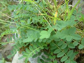 Astragalus Root Extract 