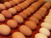   Chicken Broiler Hatching(Ross/Cobb) & Table Eggs Grade A