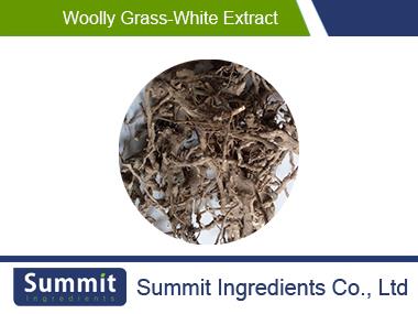 Woolly grass-white extract 10:1,cortex lycii radicis,root-bark of Chinese wolfberry,Lycium chinensis