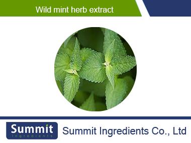 Wild mint herb extract 10:1,Peppermint,Mentha arvensis