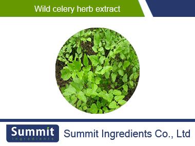 Wild celery herb extract 10:1,Apium graveolens,seed/apium graveolens linnaeus