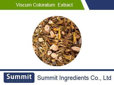 Viscum coloratum  extract 10:1 ,Viscum album,mistletoe,Colored Mistletoe Herb,Mistletoe extracts