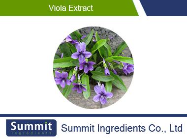 Viola extract 10:1,mandshurica,Philippine Violet Herb,herba violae