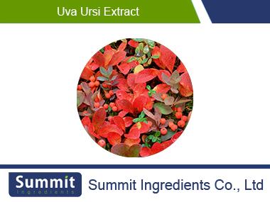 Uva ursi extract 10:1 ,Oleanolic acid,acetylursolic acid,bearberry extract,Ursolic acid