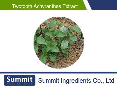 Twotooth achyranthes extract 10:1,radix achyranthis bidentatae,Achyranthes bidentata,Twotooth Root