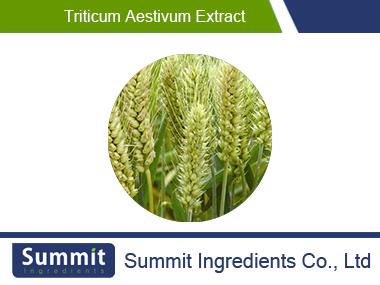 Triticum aestivum extract 10:1,Wheat Protein, fructus tritici