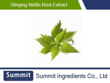 Stinging nettle root extract,Urtica Dioica,Nettle Root Extract,Dioica sp.Afghanica