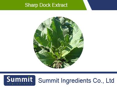 Sharp dock extract,Rumex Japonicus Houtt.,Wild Spinach Extract,Garden Sorrel Leaf,Root Of  Garden Sorrel