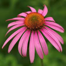 Echinacea Purpurea Extract, Factory Supply High Quality Pure Natural Green Medicinal Echinacea Purpurea Extract, Prevent Osteoporosis