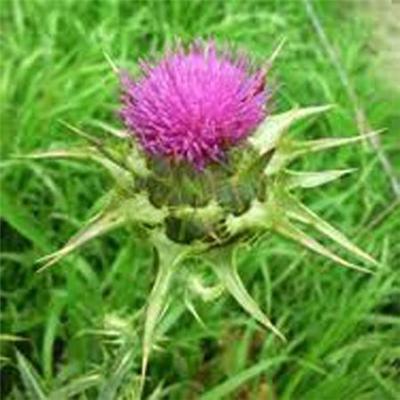 Milk Thistle Extract, Top Quality Pure Natural Green Medicinal Milk Thistle Extract, Protect Liver Cell Membrane