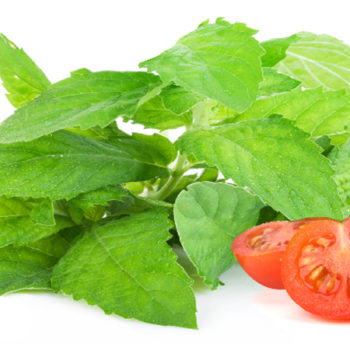 Basil Extract,  China Manufacturer Supply High Quality Basil Extract, Best Price