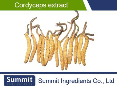 Cordyceps extract 10%polysaccharides,Mycelium ,sinensis , Worm grass extract,yartsa gunbu extract