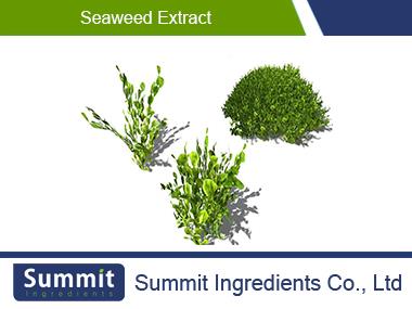 Seaweed extract,Sargassum Fusiforme(Harv.)Sea Algae Extract,Algea Extract5:1,Marinie Algea Extract