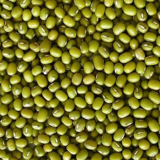 Green Mung Beans for Food and Sprouting