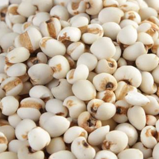 Chinese Pearl Barley, Coix Seed 