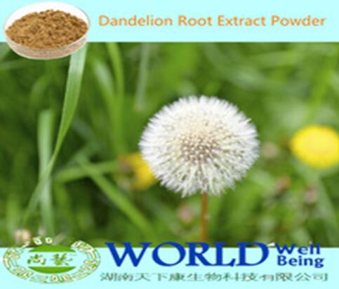 Hot Sell Organic Dandelion Root Extract Powder 20%Flavonoids Dandelion Root Extract Low Price