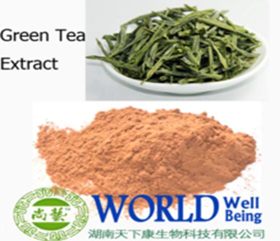 Organic green tea polyphenol anti-cancer antioxidation extract powder Green Tea Polyphenols 95%