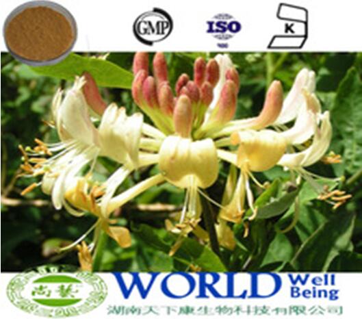 GMP Factory Dried Honeysuckle Flower Extract 10%-98%Chlorogenic Acid Honeysuckle Flower Powder Honeysuckle Extract