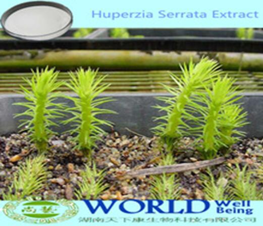 Factory Supply 1%5%10%Huperzine A Huperzia Serrata Extract/Huperzia Extract/Huperzia Serrata Extract Powder