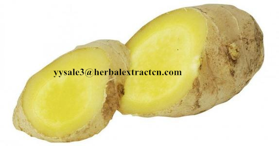 Ginger Extract,Black ginger Extract, Gingerol 5% 6% HPLC, 10:1,  blood stimulant and cleansing,nature botanical extract
