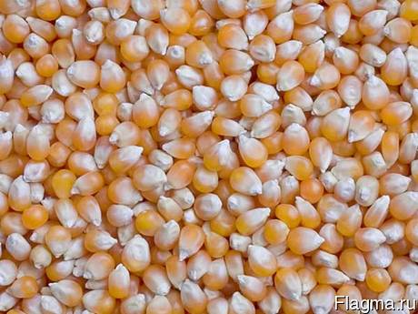 Corn (grain) 