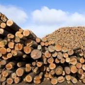 Entire logs of trees in nature for Imported  wood raw materials