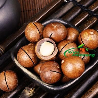 Macadamia Nuts Salted and Roasted Organic Shelled High Quality for Sale with Low Price