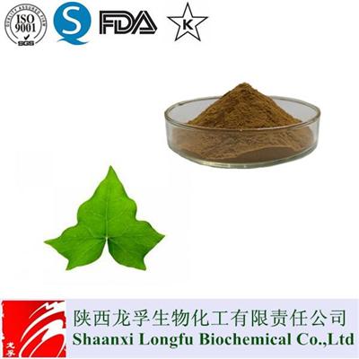 High Quality Hedera Helix (Ivy) Extract,Ivy Extract