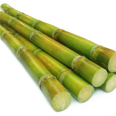 Octacosanol Policosanol sugar cane wax Extract / Rice bran wax Extract for Muscle & Strength