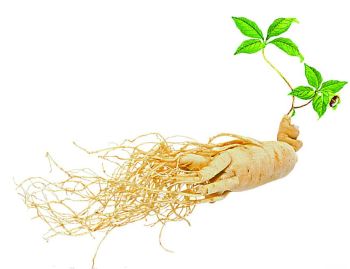 Panax Ginseng Root Extract for Cosmetic and Beverage
