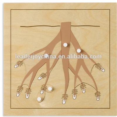 Physics Teaching Aids Model Root Puzzle